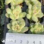 105Pcs Echeveria Snowflake Jenny Seedlings