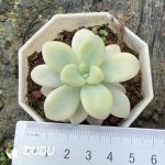 Graptopetalum Ellen Variegated