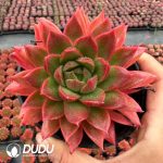 Echeveria Demon Lord