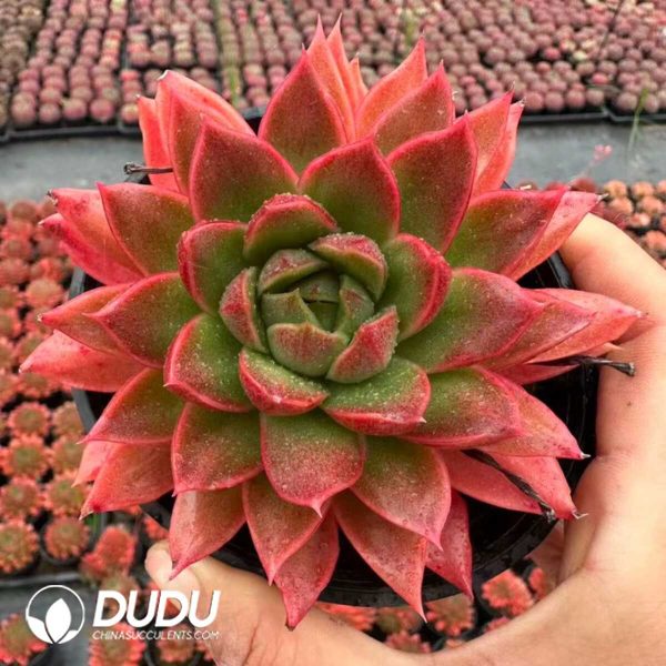 Echeveria Demon Lord - Image 1