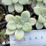 500Pcs Graptopetalum Ellen Variegated Cuttings