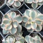 Echeveria Sunyan Variegated