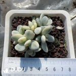 Cotyledon Orbiculata Variegated Clustering