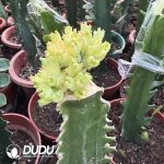 (Grafted)Euphorbia jolkini