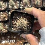 (Rooted Cutting)Toumeya papyracantha