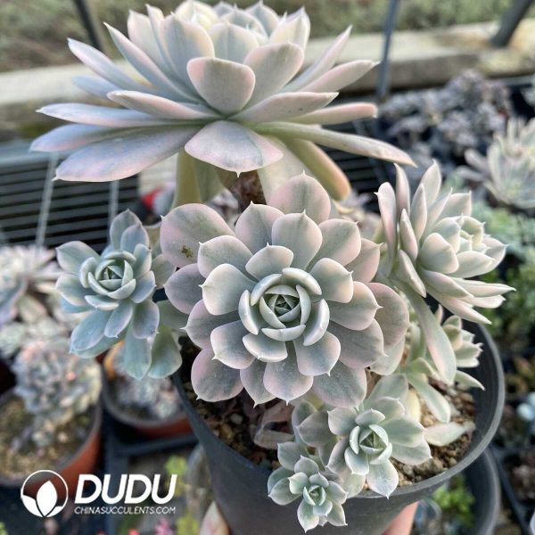 e201-315.jpg Echeveria runyonii variegated - Image 1