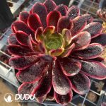50pcs Aeonium Super Bang Cuttings