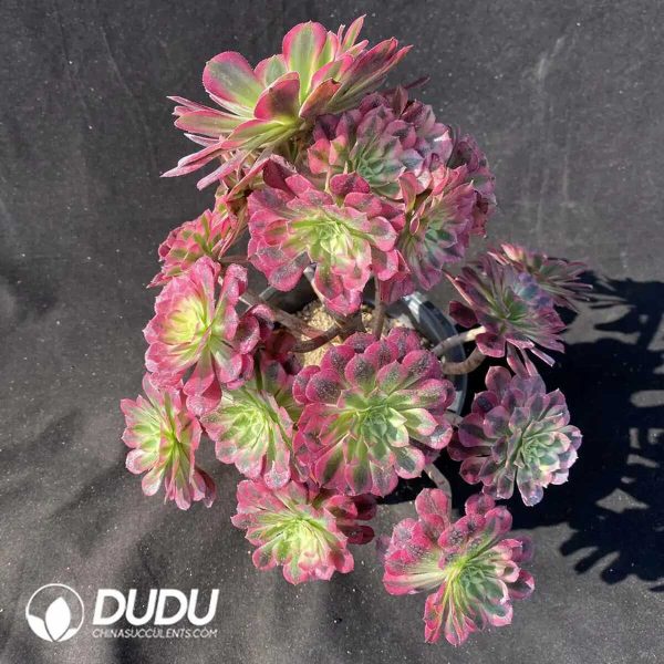 e201-318.jpg $0.53*50pcs Aeonium Zhurong Cuttings - Image 1