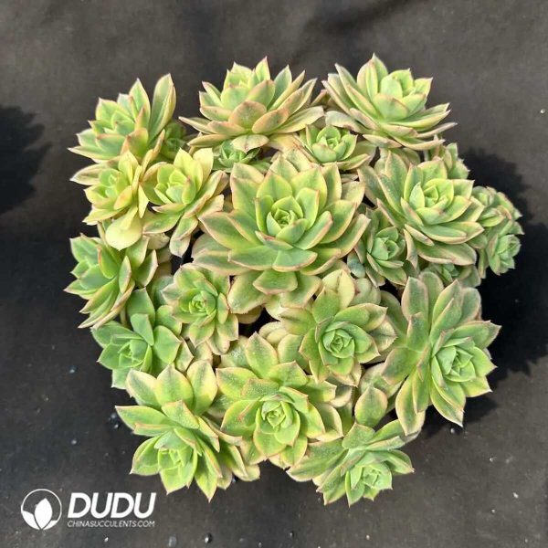 e201-320.jpg $0.53*50pcs Aeonium Starburst Cuttings - Image 1