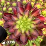 50pcs Aeonium Shaohua Cuttings
