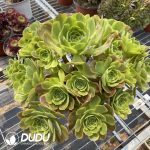 50pcs Aeonium Qingmeng Cuttings