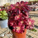 50pcs Aeonium Chanel Cuttings