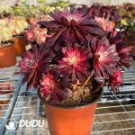 50pcs Aeonium Black Swan Cuttings