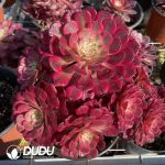 50pcs Aeonium Garnet of White Variegated Cuttings