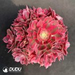 50pcs Aeonium Pink Witch Cuttings