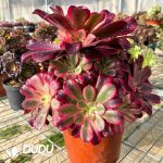 50pcs Aeonium Caput-Medusae Cuttings