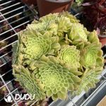 50pcs Aeonium Emerald Ice Cuttings