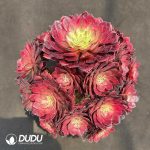 50pcs Aeonium Fireworks Cuttings