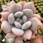 Echeveria Diao Chan Old Stem