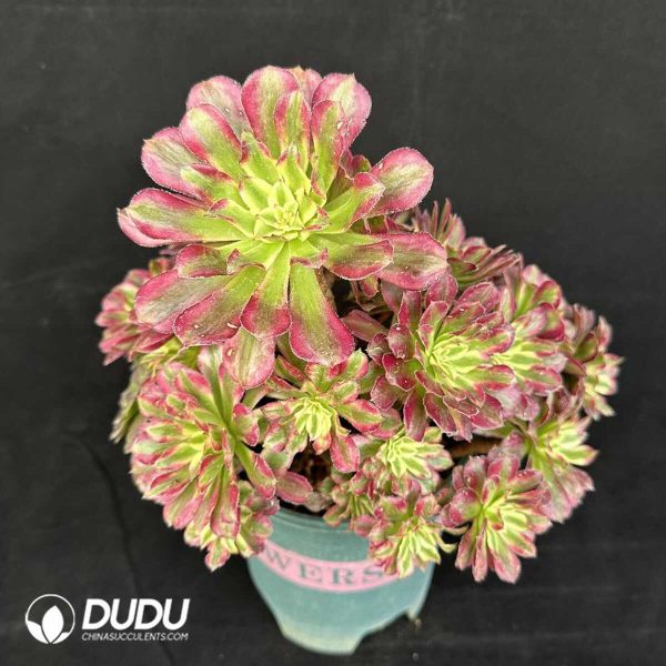 e201-330.jpg $0.71*50pcs Aeonium Jincheng Cuttings - Image 1