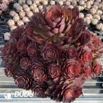 50pcs Aeonium Red Devil Cuttings