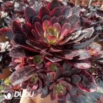 50pcs Aeonium Phoenix Coronet Cuttings