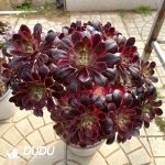 50pcs Aeonium Lilacina Cuttings