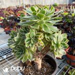 50pcs Aeonium Green Rose Variegated Cuttings