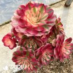 50pcs Aeonium Qingcheng Cuttings