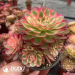 50pcs Aeonium Litchi Cuttings
