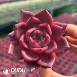 Echeveria Dahongpao
