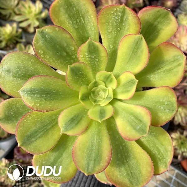 e201-340.jpg $0.53*50pcs Aeonium Athena Cuttings - Image 1
