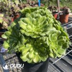 50pcs Aeonium Glass Gade Variegated Cuttings