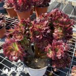 50pcs Aeonium Anna Cristata Cuttings