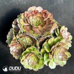 50pcs Aeonium Halloween Sliky Variegated Cuttings
