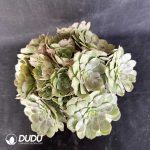 50pcs Aeonium Halloween Cuttings