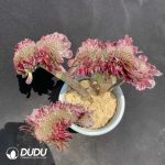 50pcs Aeonium Black King Kong Cristata Cuttings