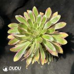 50pcs Aeonium V Jin Variegated Cuttings