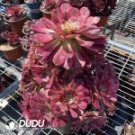 50pcs Aeonium Mardi Gras variegated Cuttings