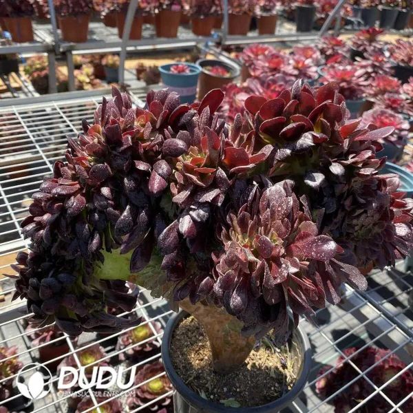 e201-348.jpg $2.02*50pcs Aeonium Arboreum Velour Cuttings - Image 1