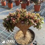 50pcs Aeonium Blushing Beauty Cristate Cuttings