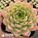 Echeveria Nightingale Perfume