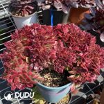 50pcs Aeonium Athena Cristata Cuttings