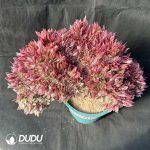 50pcs Aeonium Godness Cristata Cuttings