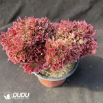50pcs Aeonium Red Sleeve Cristata Cuttings