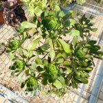 50pcs Aeonium Colorful Butterfly Cuttings