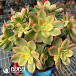 50pcs Aeonium decorum f. variegata Cuttings