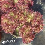 50pcs Aeonium Pink Witch Cristata Cuttings