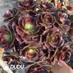 $0.34*50pcs Aeonium Arboreum Velour