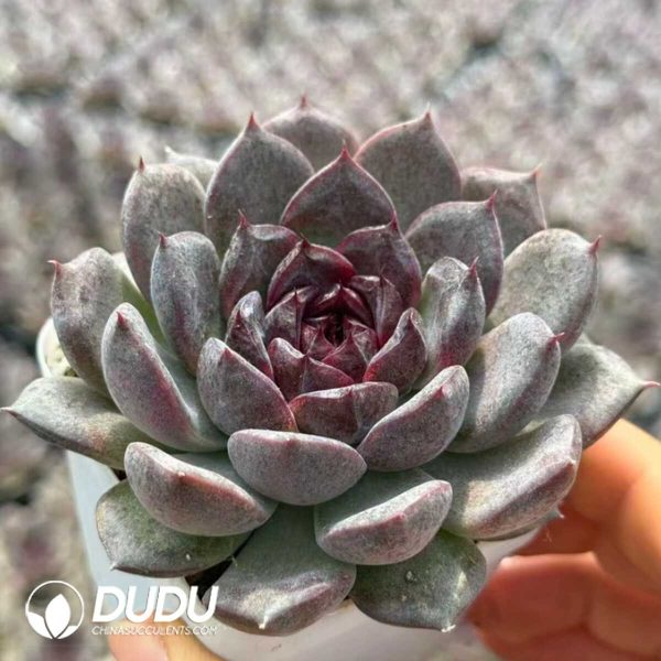 Echeveria Black Plum - Image 1